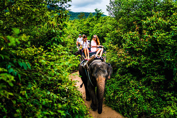 Elephant Safari